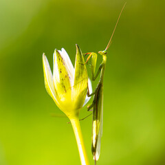 A praying mantis sits on a lotus flower against a green background.