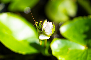 A praying mantis sits on a lotus flower against a green background.