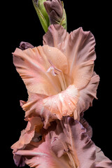 A striking vertical close-up of a gladiolus stalk with two prominent dusky pink blossoms. 
