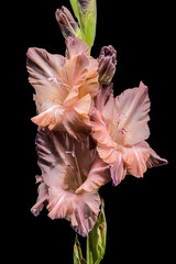 A striking vertical close-up of a gladiolus stalk with two prominent dusky pink blossoms. 
