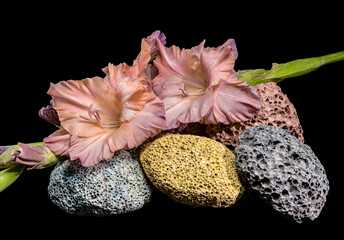 Dusky pink gladiolus blossoms on porous volcanic rocks against black