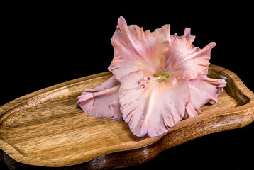 A soft, dusky pink gladiolus on a unique wooden tray