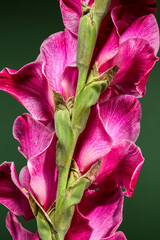 Vibrant close-up of a pink gladiolus flower against a green background