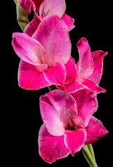 Vibrant pink gladiolus flower with white edges against a black background