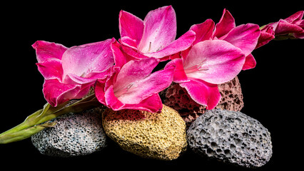 Pink gladiolus blossoms on porous volcanic rocks against black