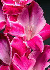 Vibrant close-up of a pink gladiolus with white edged petals