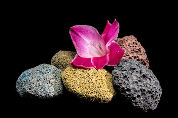Pink gladiolus blossoms on porous volcanic rocks against black