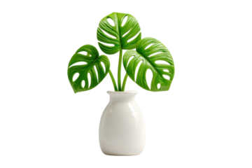 Monstera adansonii leaves in a white vase on a transparent background creating an elegant and simplistic still life