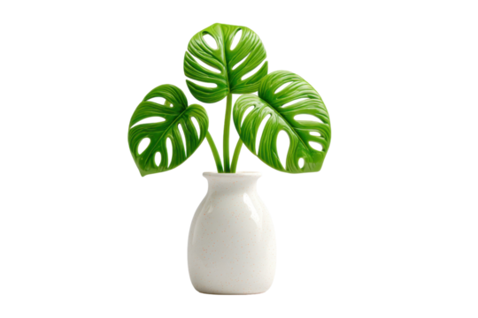 Monstera adansonii leaves in a white vase on a transparent background creating an elegant and simplistic still life