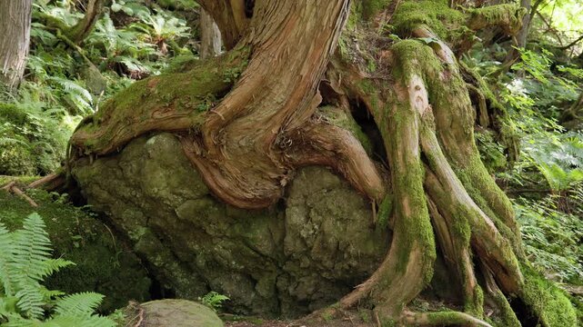Roots of an Old Cypress Tree Hugging a Giant Rock, like an Ancient Creature Crawling Out  | Tateshina Virgin Forest, Nagano, Japan