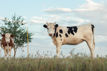 A young black and white cow standing on green meadow,  open farm with dairy cattle on the grass...