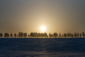 Winter dawn sun and forest