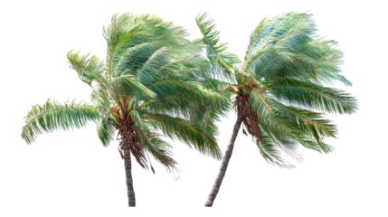 Two Palm Trees Swaying in Strong Wind Isolated on White Background, cut out transparent