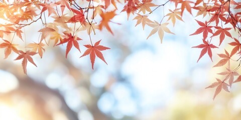 Autumn maple leaves border leaf background seasonal.