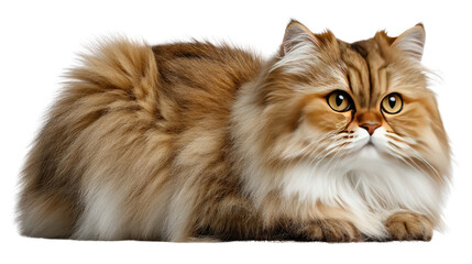 Golden Chinchilla Cat Portrait: A luxurious golden chinchilla cat lounges gracefully, its long, plush fur and captivating eyes stealing the spotlight. The image exudes an air of elegance and charm.
