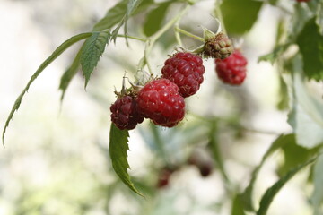 berries of a raspberry