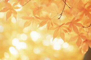 Fototapeta premium Maple tree leaves leaf sunlight autumn.