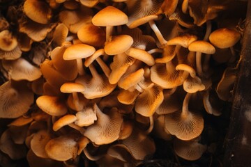 Mushrooms backgrounds fungus agaricaceae.