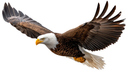 Obraz premium Majestic Eagle Soaring in Flight: Witness the captivating image of a bald eagle in its full glory, mid-flight. Showcasing the bird's powerful wingspan and keen gaze.