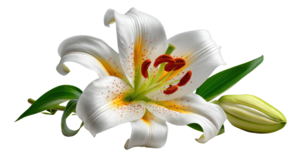 Graceful Lily's Serenity: A close-up captures the exquisite beauty of a white lily with a delicate touch of yellow and red, paired with vibrant green leaves and a budding flower.