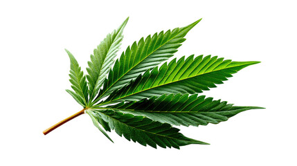 Marijuana Leaf: A detailed illustration of a vibrant, healthy marijuana leaf. It highlights the intricate textures and shades. This photo embodies the raw beauty of botanical art.