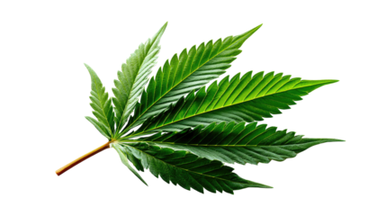 Marijuana Leaf: A detailed illustration of a vibrant, healthy marijuana leaf. It highlights the intricate textures and shades. This photo embodies the raw beauty of botanical art.