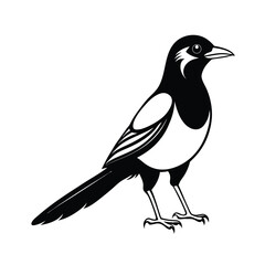Alert magpie bird with tail feathers spread wide displayed in a vibrant banner advertisement design
