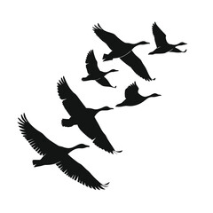 Obraz premium Silhouettes of various birds flying in the sky