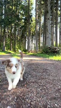 A group of playful puppies joyfully exploring a beautiful nature trail in the forest