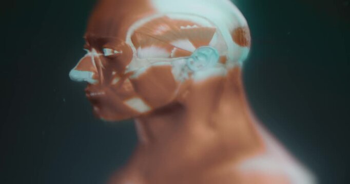 Head area muscles study in anatomy app