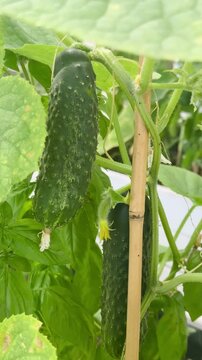 Close-up of two cucumbers growing on plant in garden.	
