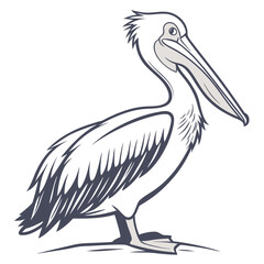 Pelican White Background