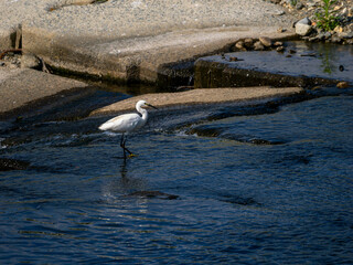 堰で魚を狙うチュウサギ
