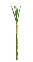 Obraz premium ultra-realistic single sugarcane stick isolated on white background in vertical 9:16 aspect ratio for graphic design and culinary visuals