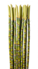 Obraz premium ultra-realistic whole sugarcane stalks isolated on white background in vertical 9:16 aspect ratio for graphic design and product catalog