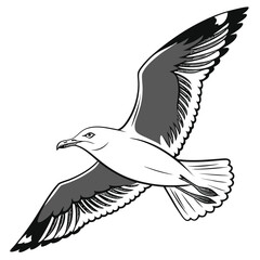 Obraz premium Seagull White Background