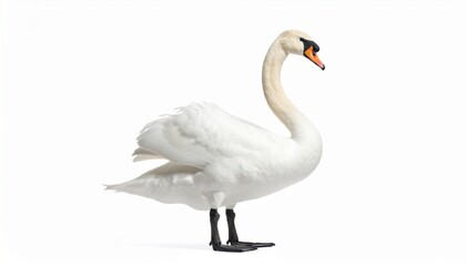 Obraz premium swan on the water