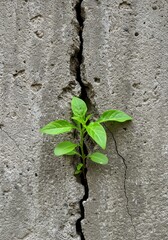 Resilient seedling emergence from fractured facade symbolizing nature's persistent renewal