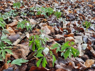 green leaves on the ground