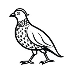 Elegant line art illustration of a quail bird walking with delicate small steps on a clean white background