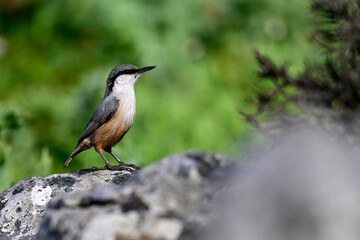 Felsenkleiber // Western rock nuthatch (Sitta neumayer) - Mani, Peloponnes, Griechenland