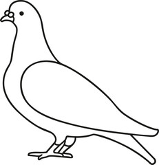 vector illustration of a pigeon