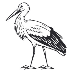 Stork White Background