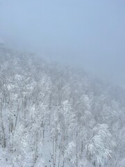 trees covered with snow