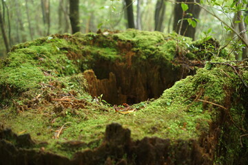 Stump with holes