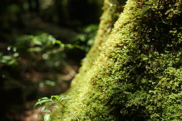 Moss on Yakushima Island