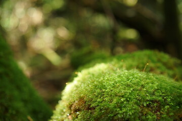 Round moss