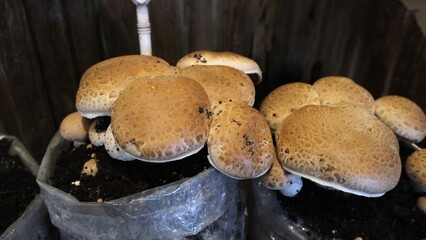 Cluster of brown mushrooms with textured caps growing from compost in plastic bags, part of a...