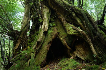 Yakusugi Cave