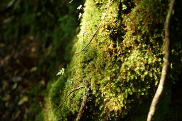 moss on tree